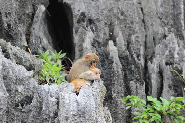 lively monkeys in halong bay